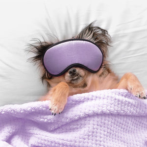 Easing Canine Stress: Five Methods for a Happier, Relaxed Pup
